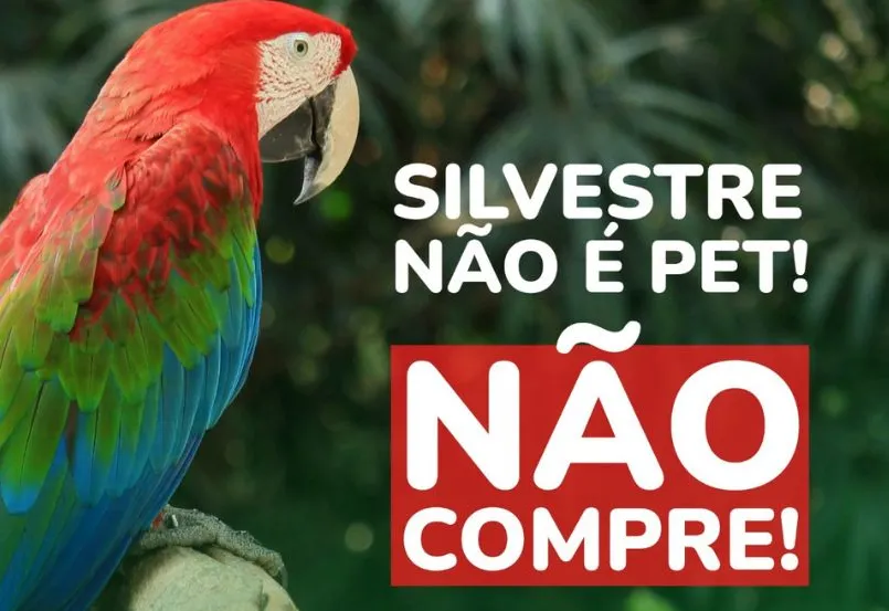SILVESTRE NÃO É PET!